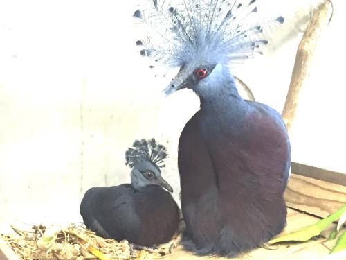 孵化後24日目 孵化後24日目