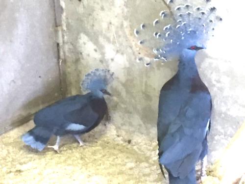 孵化後42日目 孵化後42日目