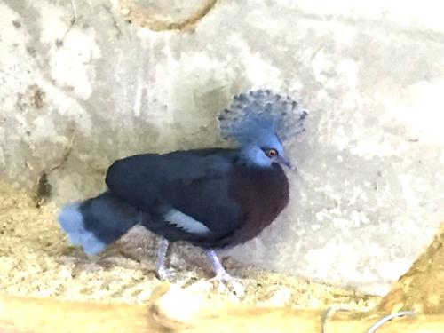 孵化後42日目② 孵化後42日目②