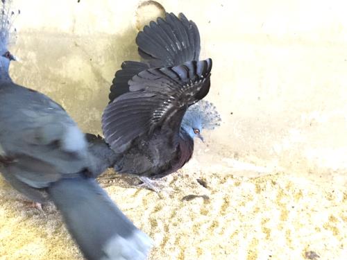 孵化後42日目③ 孵化後42日目③