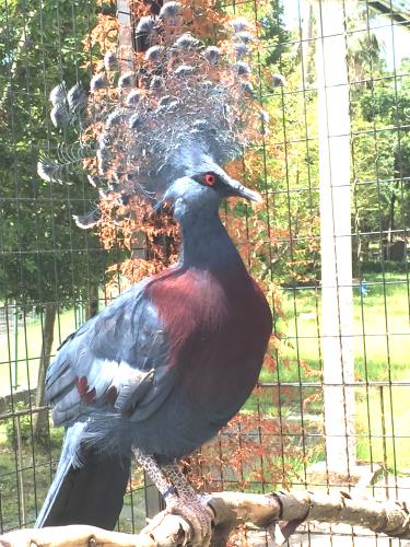 オウギバト オウギバト