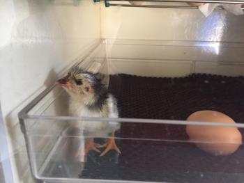 地すり1 地すり1