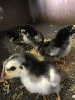 地すり 2 地すり 2