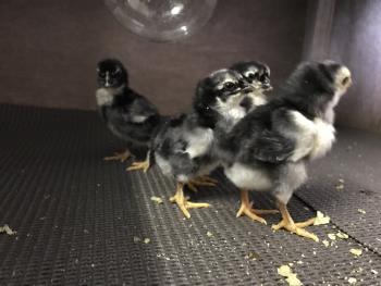 地すり3 地すり3