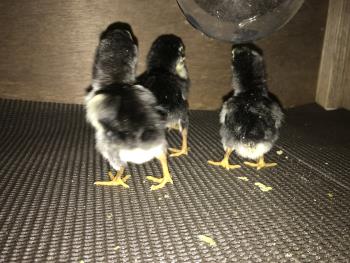 地すり 4 地すり 4