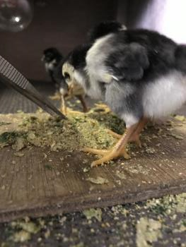 地すり 5 地すり 5