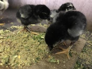 地すり 6 地すり 6