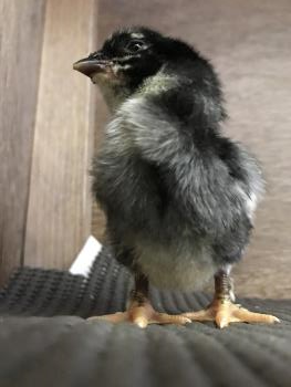 地すり 7 地すり 7