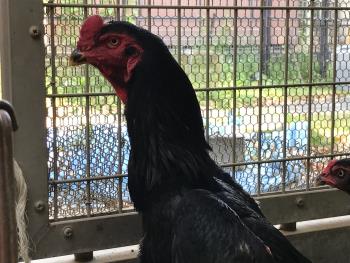 地すり 大人 1 地すり 大人 1