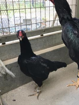 地すり 大人 2 地すり 大人 2