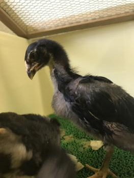 地すり 8 地すり 8