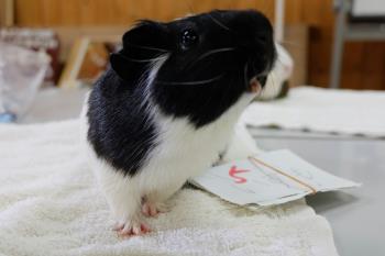 いずも2 いずも2