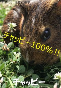 チャッピー 1 チャッピー 1