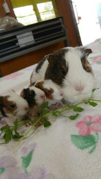 おはぎ 2 おはぎ 2