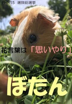 ぼたん 1 ぼたん 1