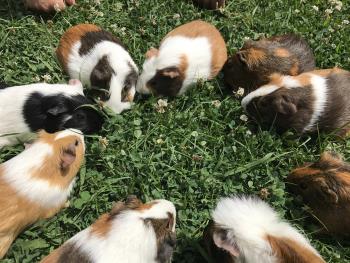 モルモット 2 モルモット 2