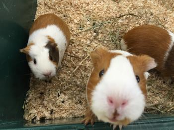 モルモット モルモット