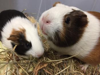 こまめ 2 こまめ 2