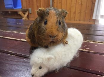 なごみ 2 なごみ 2