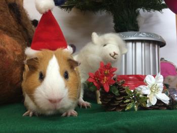 ぼたん 2 ぼたん 2