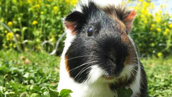 モヒモヒ 2 モヒモヒ 2