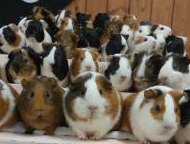 モルモット モルモット