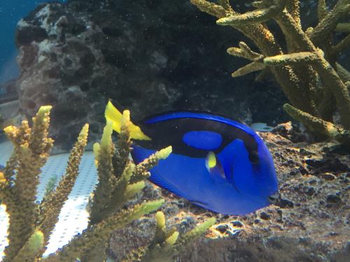ナンヨウハギ ナンヨウハギ