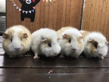 モルモット 1 モルモット 1