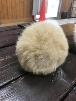 モル おしり モル おしり