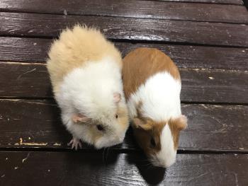 モルモット 3 モルモット 3