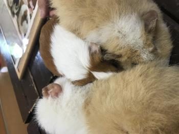 モルモット 4 モルモット 4