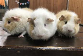 モルモット 5 モルモット 5