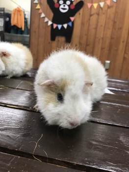 あやめ 1 あやめ 1