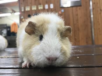 こむぎ 1 こむぎ 1