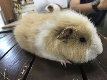 こむぎ 2 こむぎ 2