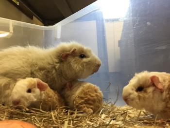 あやめ 2 あやめ 2