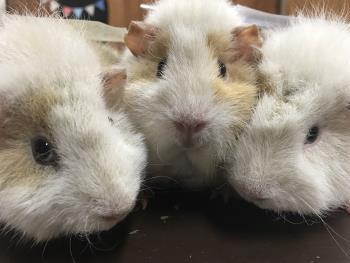 テディモルモット テディモルモット