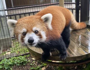 シンファ シンファ