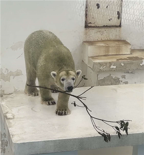 マルル枝 マルル枝