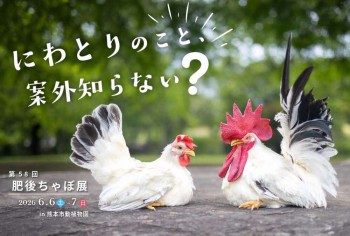 肥後ちゃぼ展 肥後ちゃぼ展