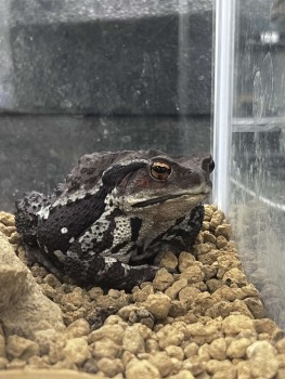 ヒキガエル ヒキガエル