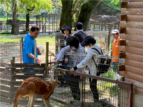 カンガルー カンガルー