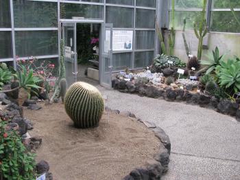 熊本最大級のキンシャチ 熊本最大級のキンシャチ