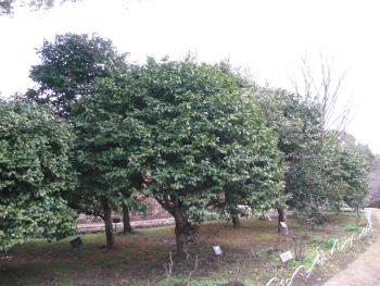 低木花木園 低木花木園