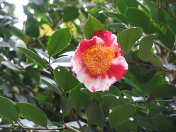 日月星(じつげつせい) 日月星(じつげつせい)