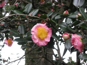 桜狩(さくらがり) 桜狩(さくらがり)