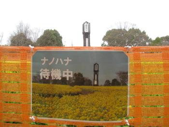 ナノハナ ナノハナ