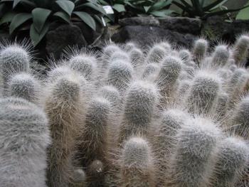 サボテン室 サボテン室