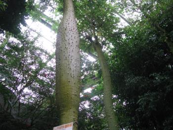 トックリキワタ トックリキワタ