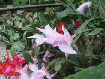 シャコバサボテン シャコバサボテン